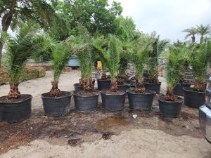 Chuys Landscaping (17)