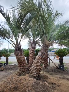 Chuys Landscaping (18)