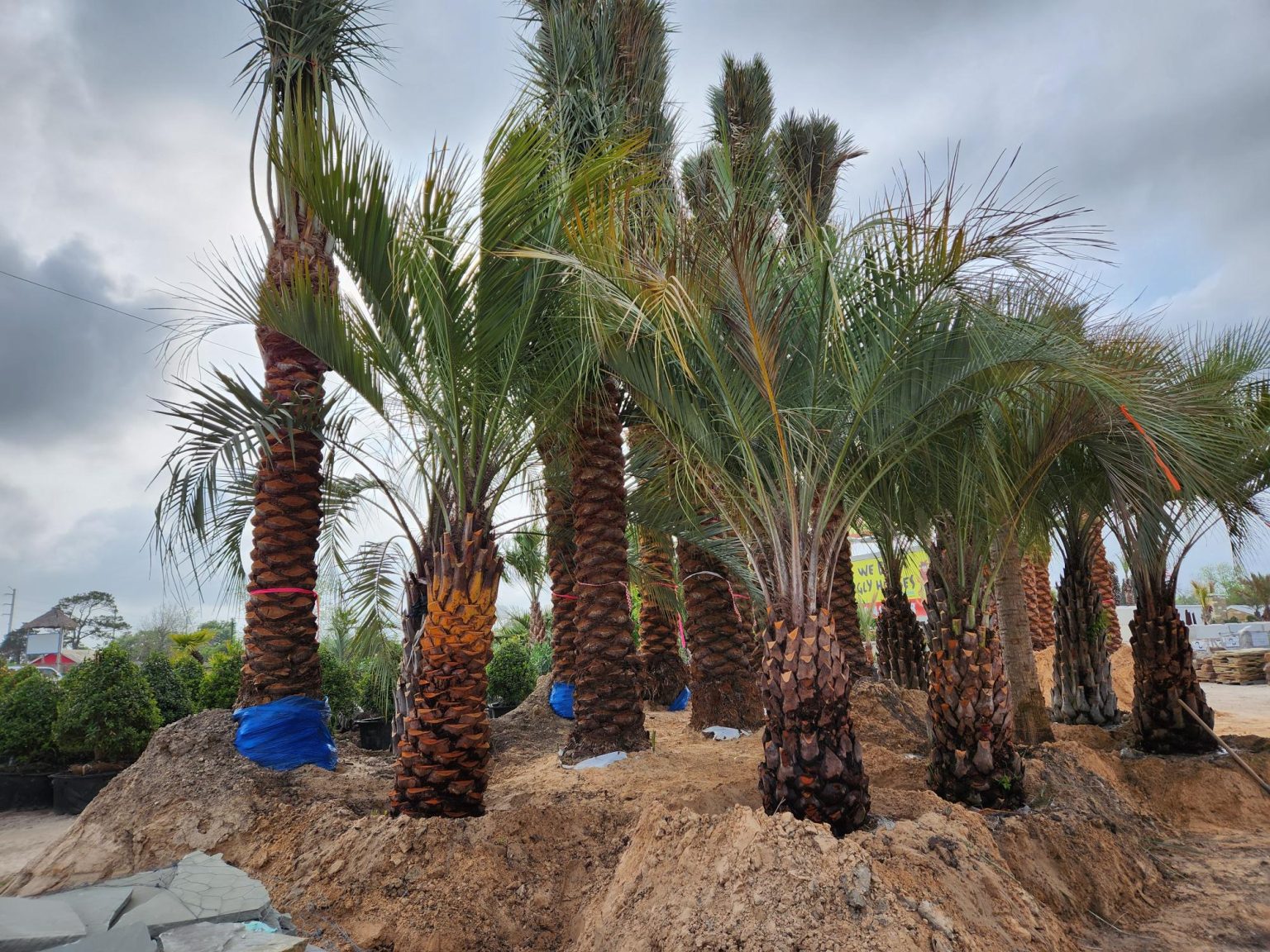 Chuys Landscaping (23)