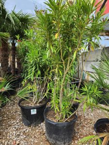 Chuys Landscaping (26)