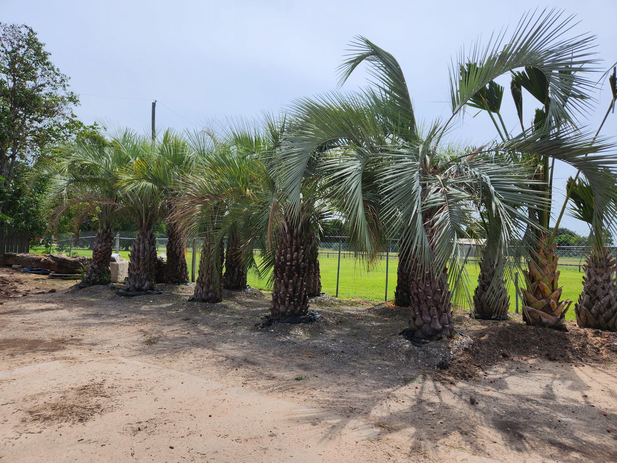 Chuys Nursery (1) Chuys Nursery (1)